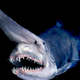 Illustration for article titled The goblin shark of Tokyo Bay will make you soil yourself
